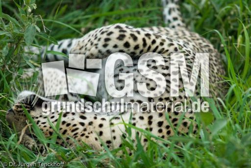 leopard (19 von 60).jpg